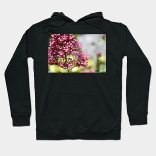 Honey Bees & Pink / Swiss Artwork Photography Hoodie